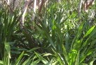 Sandilands NSWplants-40.jpg; ?>